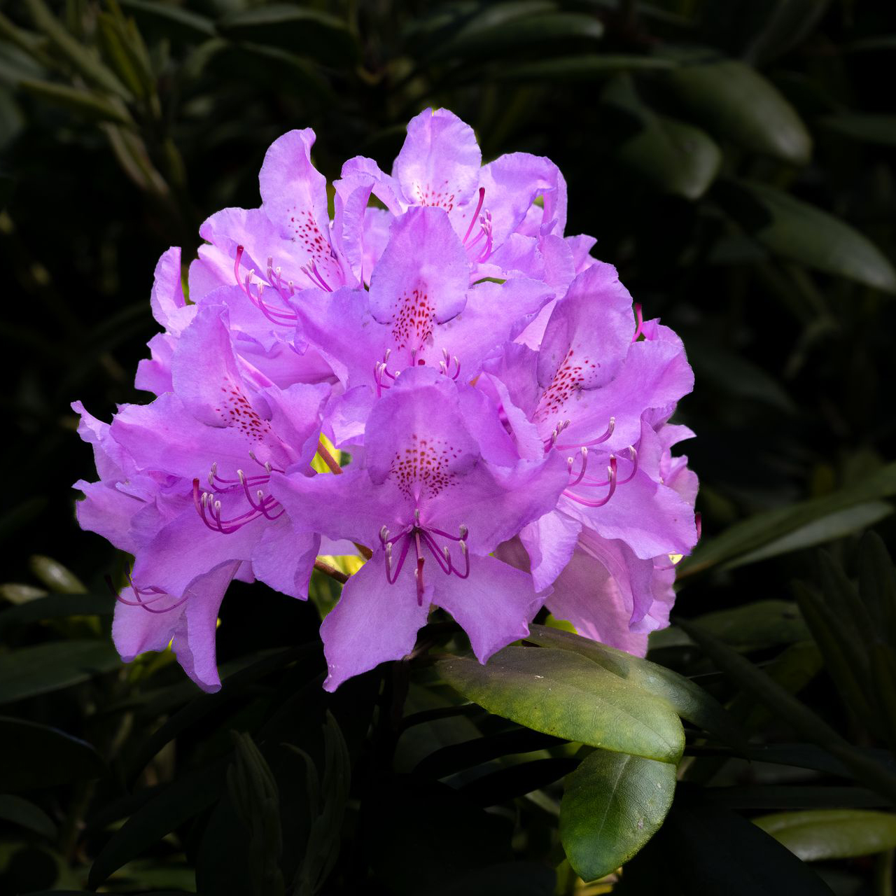 a large, showy cluster of flowers surrounded by dark, lobed leaves