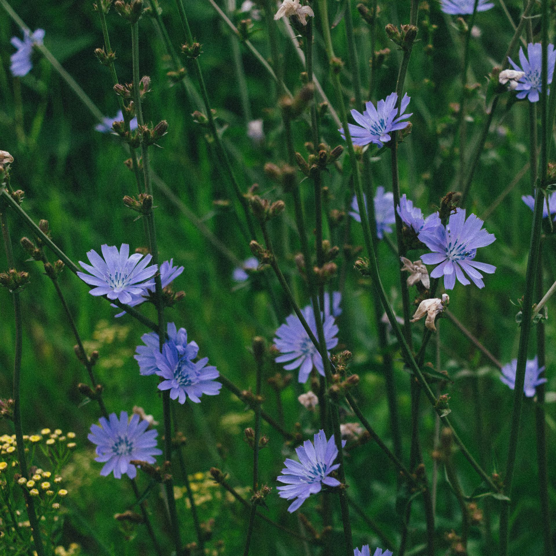 A collection of green stems holding light, delicate multipetal flowers