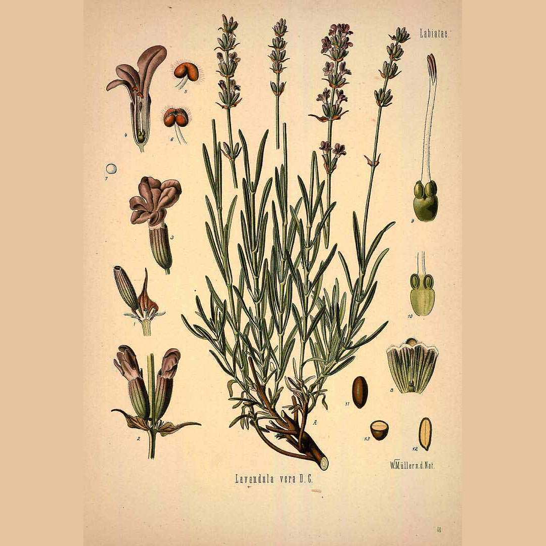 an illustration of a short herb with thin, slender leaves and clusters of small flowers at the top
