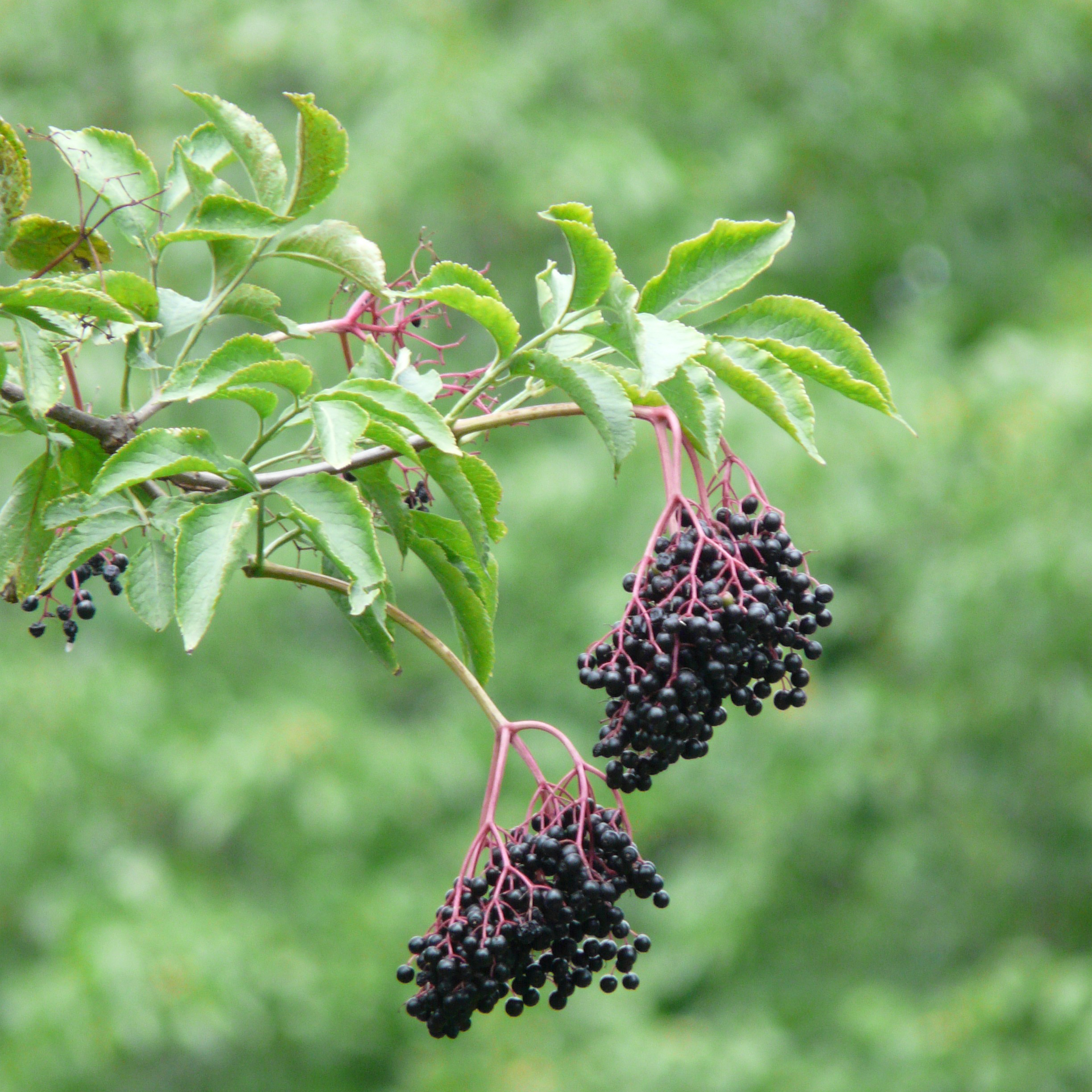 a branch with long, slender leaves and clusters of small purple berries on the end
