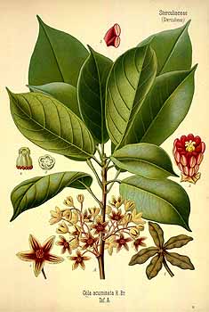 illustration of several large lobed leaves with clusters of flowers on a stem beneath