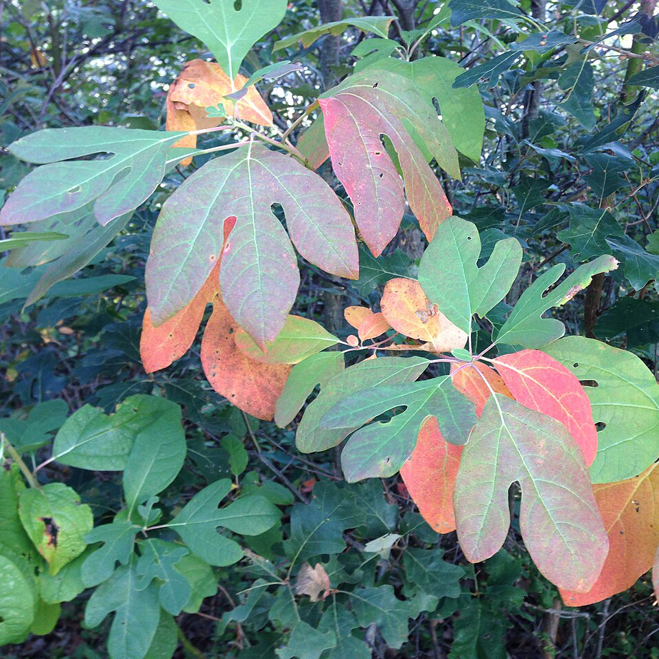 wooddy shrub with leaves of two or three sections