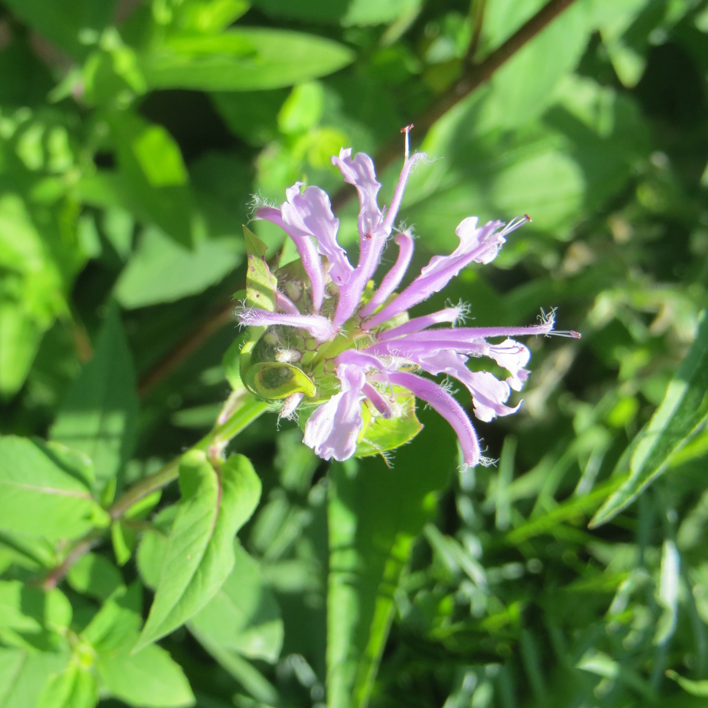 a bulb-centered flower with light sprays of petals