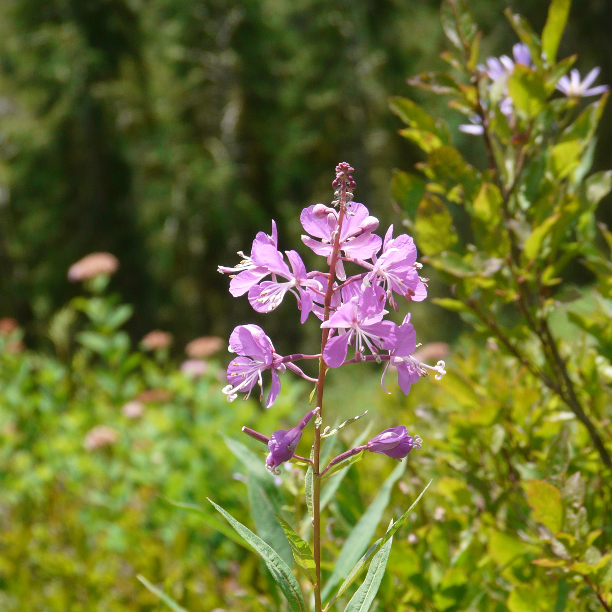 long stemmed flowering cluster in a grassy field