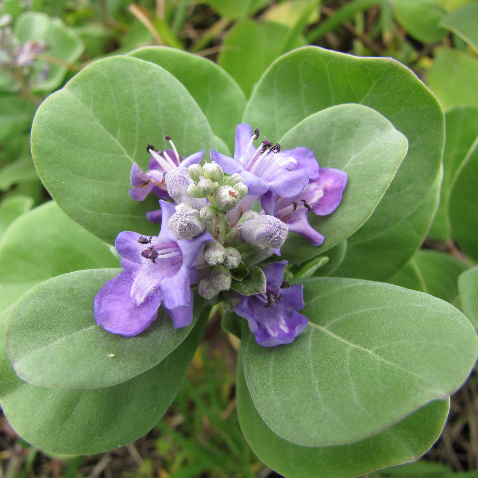 opposing round leaves with a cluster of flowers growing from the center