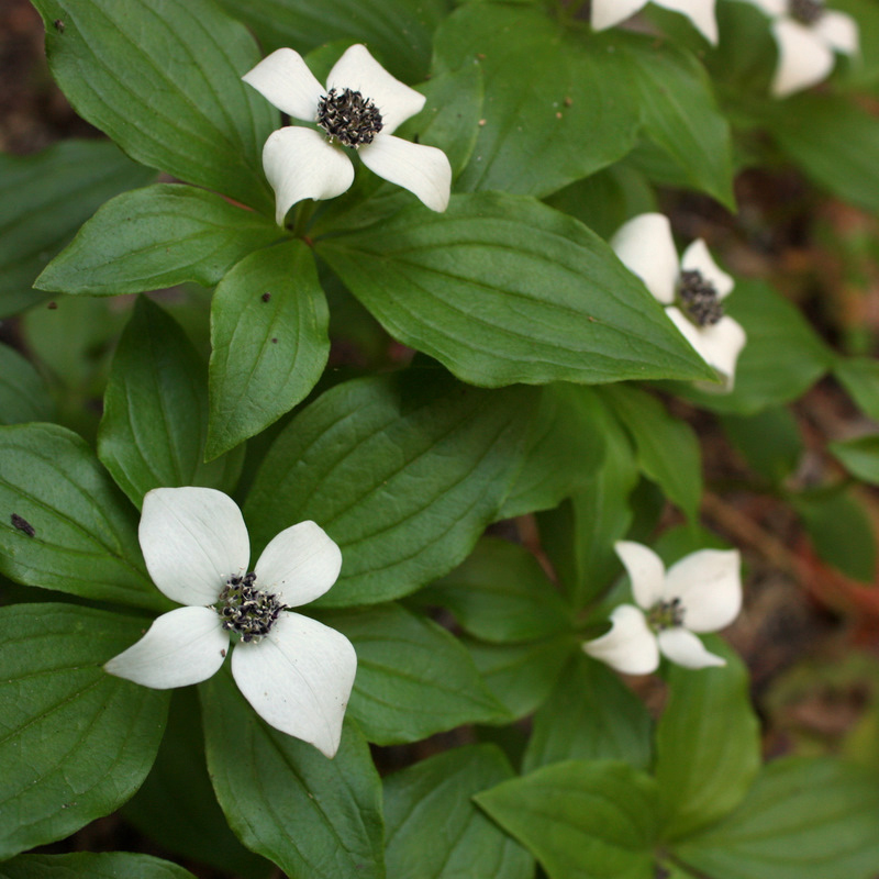 ribbed leaves with four flower petal heads
