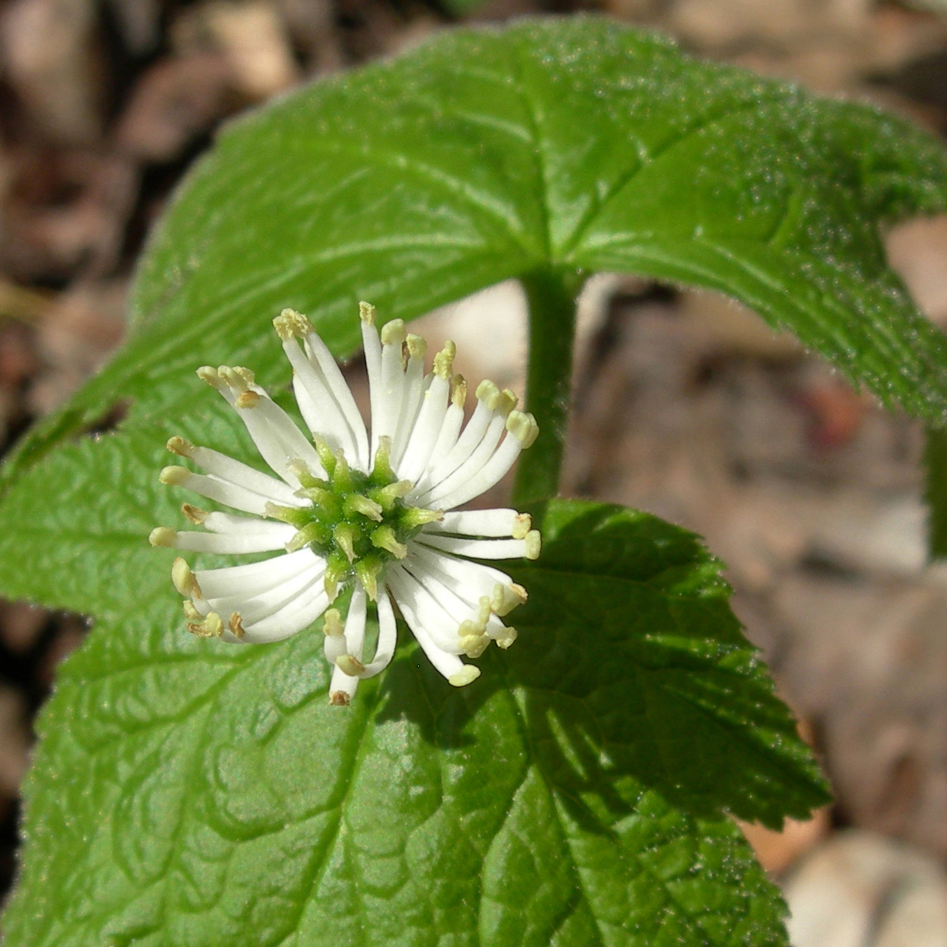small leafy plant with a single, thin pedaled flower