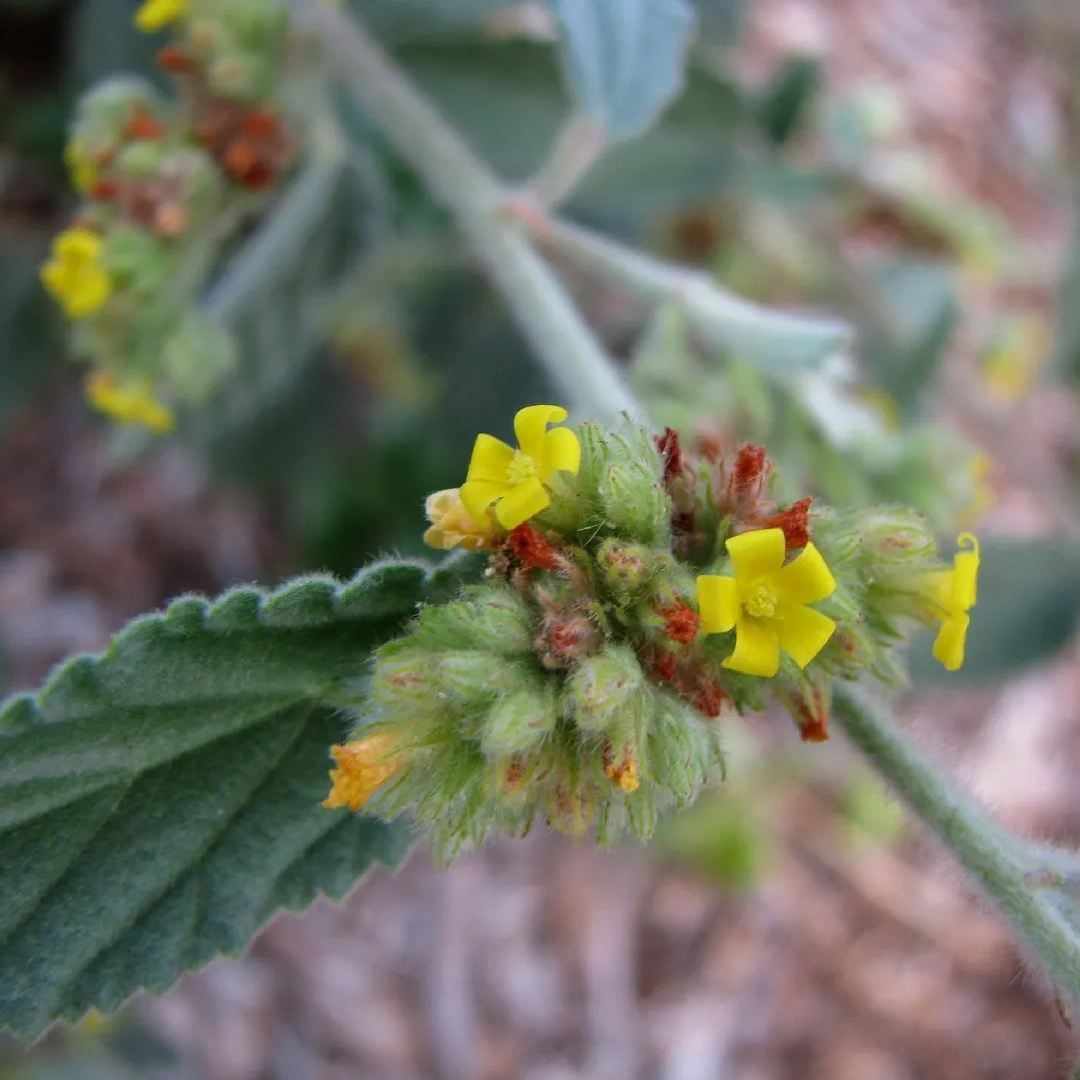 long, fuzzy stemmed herb with clusters of small flowers